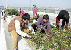 植樹(shù)節(jié)可以種什么植物？植樹(shù)節(jié)種什么植物好？