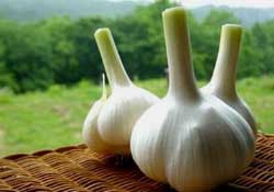 大蒜爛了一點(diǎn)還能吃嗎？大蒜爛根是怎么回事？