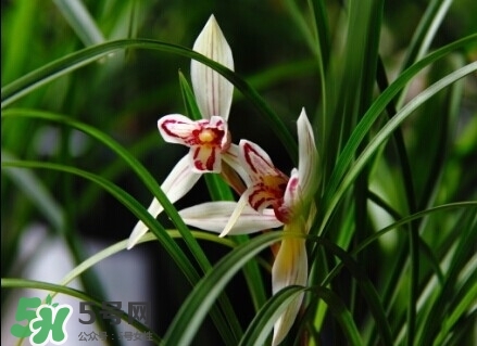 蘭花怎么養(yǎng)？蘭花怎么種？