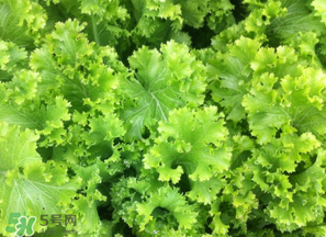春天能種生菜嗎？生菜春天可以種嗎？