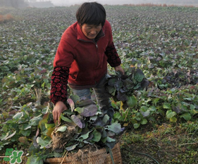 春天能種油菜嗎？油菜春天什么時(shí)候種植？