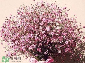 春天能種滿天星嗎？什么時(shí)候最適合種植滿天星？