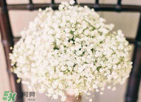 春天能種滿天星嗎？什么時(shí)候最適合種植滿天星？