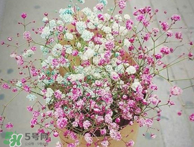 春天能種滿天星嗎？什么時(shí)候最適合種植滿天星？