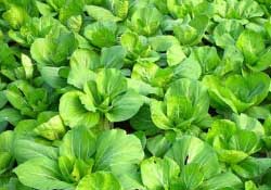 春天種植什么蔬菜好？春季適合種植的蔬菜