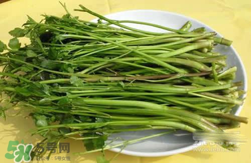 吃野芹菜會(huì)中毒嗎？吃野芹菜中毒了怎么辦？