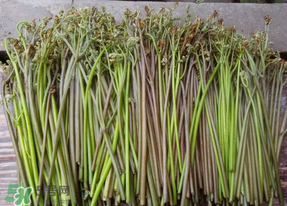 蕨菜是什么菜？蕨菜是什么？
