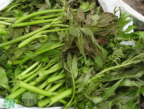 蕨菜是什么菜？蕨菜是什么？