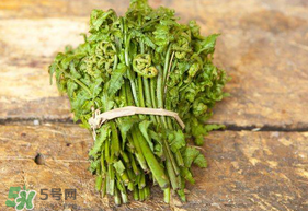 蕨菜可以冷凍嗎？蕨菜可以放冰箱嗎？