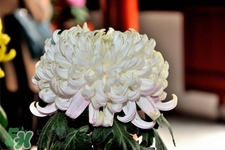 清明節(jié)掃墓買什么顏色菊花？清明節(jié)上墳用什么顏色菊花？