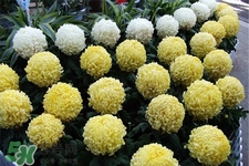 清明節(jié)掃墓買什么顏色菊花？清明節(jié)上墳用什么顏色菊花？