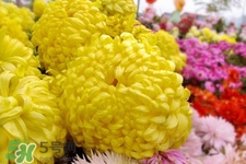 清明節(jié)掃墓為什么用菊花？清明節(jié)上墳為什么要送菊花？