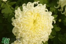 清明節(jié)掃墓為什么用菊花？清明節(jié)上墳為什么要送菊花？