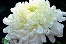 清明節(jié)掃墓為什么用菊花？清明節(jié)上墳為什么要送菊花？