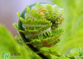 蕨菜怎么處理？新鮮蕨菜怎么處理？