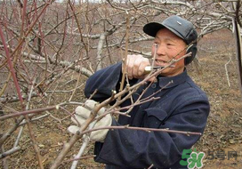 春天桃樹(shù)能剪枝嗎？桃樹(shù)春季什么時(shí)間剪枝？