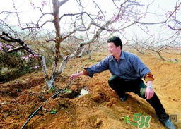 桃樹春天什么時(shí)候澆水？桃樹什么時(shí)候澆水？