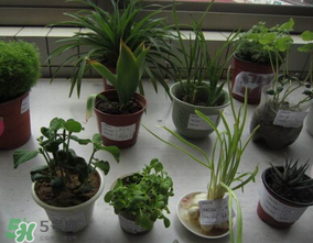 春天種什么植物？春天適合種什么植物？