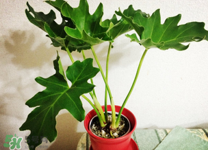春天種什么植物？春天適合種什么植物？