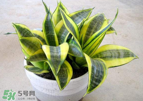 春天種什么植物？春天適合種什么植物？