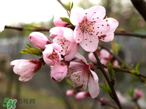 四月份還有桃花嗎？桃花幾月份開(kāi)？