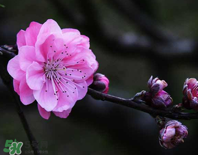 四月份還有桃花嗎？桃花幾月份開(kāi)？