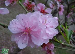 四月份還有桃花嗎？桃花幾月份開(kāi)？