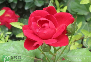 春天可以種玫瑰嗎？春天適合種玫瑰嗎？