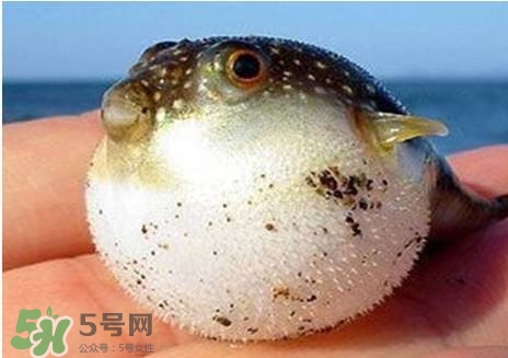 河豚怎么吃才沒毒？吃河豚的禁忌
