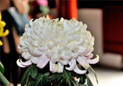 清明節(jié)掃墓買(mǎi)什么顏色菊花？清明節(jié)上墳用什么顏色菊花？