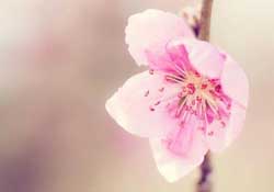 四月份還有桃花嗎？桃花幾月份開？