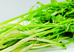 吃野芹菜會中毒嗎？吃野芹菜中毒了怎么辦？