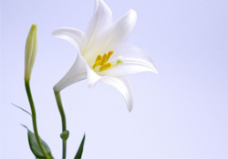 清明節(jié)上墳可以帶百合花嗎？清明節(jié)掃墓能用百合花嗎？