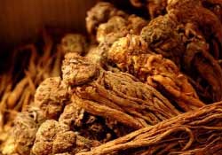 春天可以吃當歸嗎？春天吃當歸上火嗎？