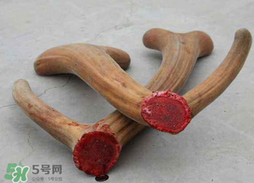 ?春天可以吃鹿茸嗎？鹿茸什么季節(jié)吃最合適？