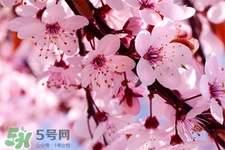 春分是春天的開(kāi)始嗎？春分是春天來(lái)的意思嗎？