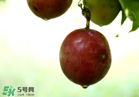 春天能吃百香果嗎？春天吃百香果好嗎？