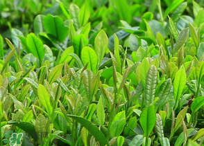 清明茶什么時候采？采清明茶什么時候結(jié)束？