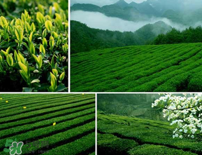 清明茶什么時候采？采清明茶什么時候結(jié)束？
