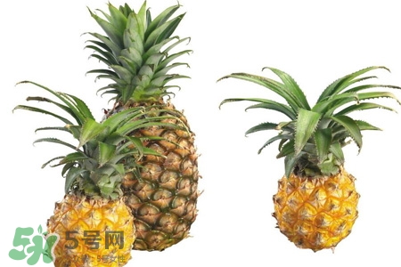 菠蘿可以吸甲醛嗎？菠蘿可以除甲醛嗎？