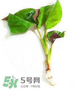 折耳根的功效與作用 折耳根有什么功效？