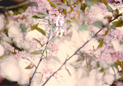 春分是春天的開始嗎？春分是春天來的意思嗎？