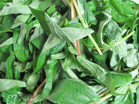 清明菜是什么菜？清明菜是艾草嗎？