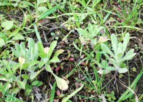 清明菜是什么菜？清明菜是艾草嗎？