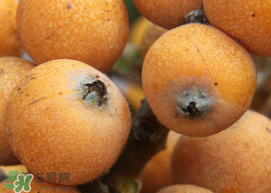 枇杷什么時(shí)候成熟？枇杷什么時(shí)候上市？