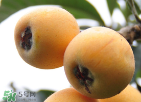 枇杷什么時(shí)候成熟？枇杷什么時(shí)候上市？