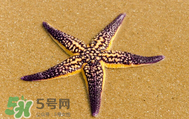 海星怎么吃？海星能吃嗎？
