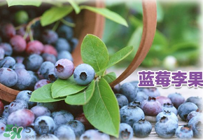 藍莓李果是假的嗎？火車上的藍莓李果是真的嗎？