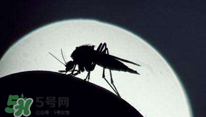 蚊蟲叮咬會傳播艾滋病嗎？蚊蟲會傳染乙肝嗎？