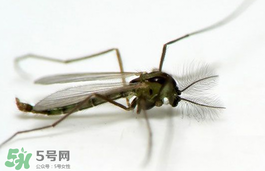 蚊蟲叮咬會傳播艾滋病嗎？蚊蟲會傳染乙肝嗎？